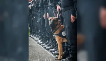 JeSuisChien: las redes rinden homenaje a la perrita que murió en las redadas de Saint Denis