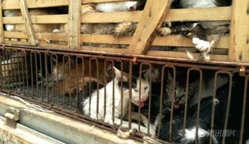 Arrestan a un hombre con 500 gatos: los maltrataba y los vendía a restaurantes chinos