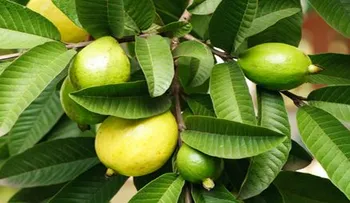 Lo que no sabías de los increíbles usos de las hojas de guayaba 