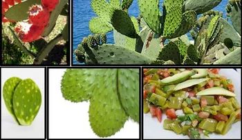 Un remedio imperdible!!! diabetes y peso controlado con esta fabulosa planta 