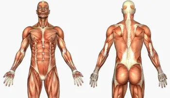 El nuevo órgano en el cuerpo humano abre debate entre científicos