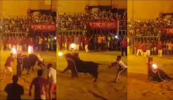 El impresionante "suicidio" de un toro al que le prendieron fuego los cuernos