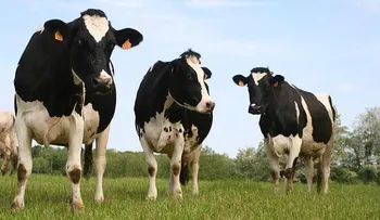 La leche de vaca el veneno del siglo XXI ¡descubre por qué!