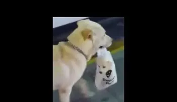 Perro carga su cachorro en bolsa plástica. VIDEO..