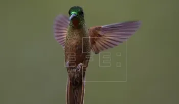 Los colibrís ven colores que los humanos no pueden percibir