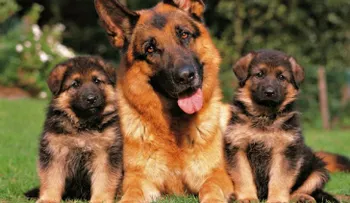 5 cosas que te enseñan tus mascotas