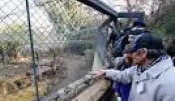 Matan dos leones para salvar hombre que se metió a su jaula pasa suicidarse