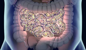 Constatan la relación entre una flora intestinal sana y la longevidad