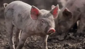 República Dominicana da por controlada la peste porcina