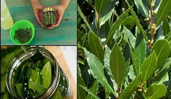 Dile adiós a las varices, a los dolores articulares, a la falta de memoria gracias a esta simple Hoja