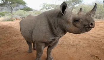 Más de 1.000 rinocerontes fueron cazados en Sudáfrica en 2015