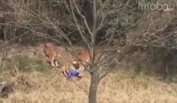 El salvaje ataque de un tigre a un hombre en un zoológico de China