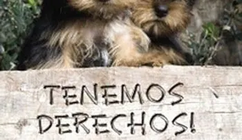 Ley contra el abuso animal vigente, pero pocos lo saben