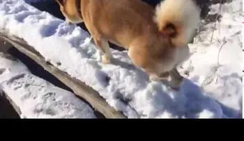 El video viral de un perro que "fracasa" al cruzar un puente 