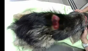 Costa Rica pide penas más duras para quienes maltraten a los animales