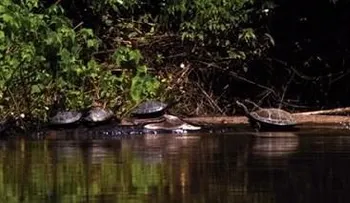 Liberan 3.000 tortugas en reserva de amazonia
