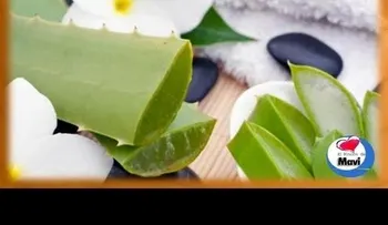 Propiedades curativas sàbila o Aloe Vera (Video)