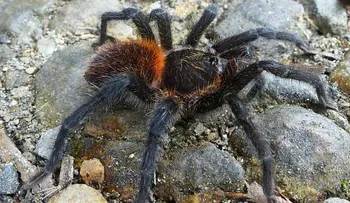 Esta es la araña Gabriel García Márquez             
