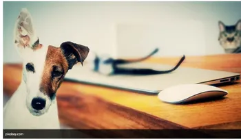 Abandonan a un niño, una niña y unas mascotas: mire lo que ocurre