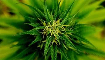 Estudio: La marihuana puede curar las fracturas de los huesos