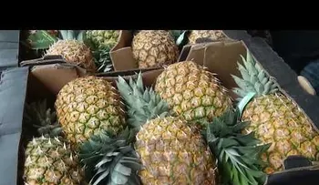 Las frutas tienen sus propias vitaminas, no es necesario agregar azúcar en los jugos, porque perjudica la salud