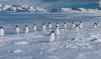 150.000 pingüinos mueren tras quedar aislados por un iceberg gigante