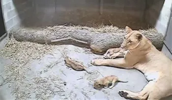 Leona pare 3 cachorros en Zoo de Cincinnati 