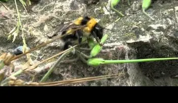 Estudio confirma exposición a pesticidas tiene riesgo de provocar autismo