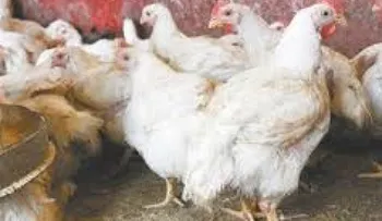 Parcialmente pasan  pollos y huevos para Haití por Dajabón en la mañana de hoy
