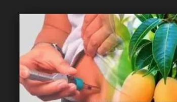 Si eres diabético@ hierve 15 hojas de esta mata y no tendrás que usar insulina ni pastillas