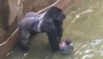 Matan a un gorila en un zoológico de EE.UU. para salvar a un niño