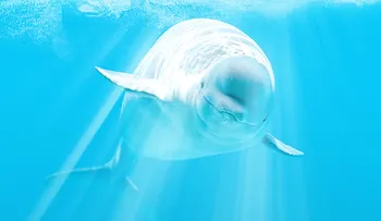 Mira porno y salva ballenas al mismo tiempo 