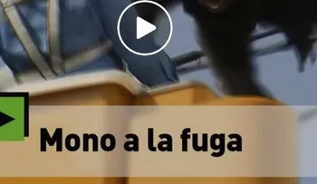  Mono fugitivo lucha contra los empleados de un zoológico 