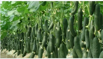 Empece a comer pepino tres veces al día, como me dijo mi doctor y estoy encantado