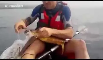 Esta tortuga nado hasta ellos para pedir ayuda