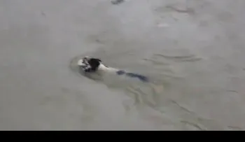 Amor de madre: una perra salva a sus cachorros tras una inundación (VIDEO)