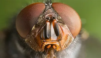 Todos los patrones de ojos de insectos caben en un solo modelo