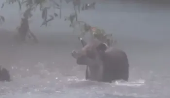 Viral: el chapuzón de una danta en un mítico río de Costa Rica
