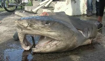 Pescadores capturan tiburón en aguas del mar Caribe