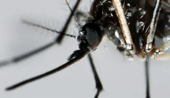 Cuatro nuevos casos de zika en dos barrios turísticos de Miami