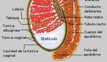 ¿Qué es la túnica vaginal de los testículos?