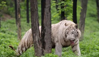 Un tigre mata a un turista en un zoológico del este de China