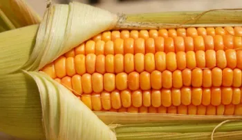 5 granos enteros indispensables en una dieta balanceada