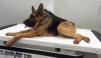Quasimodo, un perro con columna corta y una gran fanaticada en Facebook