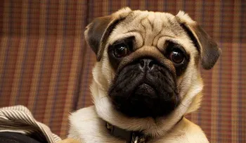 5 formas extrañas en las que tu perro te demuestra amor 