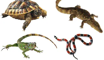 Realizarán primer encuentro por la conservación de anfibios y reptiles del Caribe