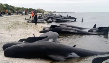 Cientos de ballenas mueren tras encallar en una playa neozelandesa