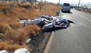 La más extraña masacre al costado de una carretera en México