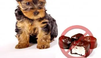 5 alimentos tóxicos que no debes dar a tus perros