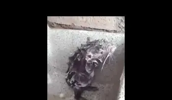 La "irritante" verdad sobre el video del ratón que se ducha (VIDEO)